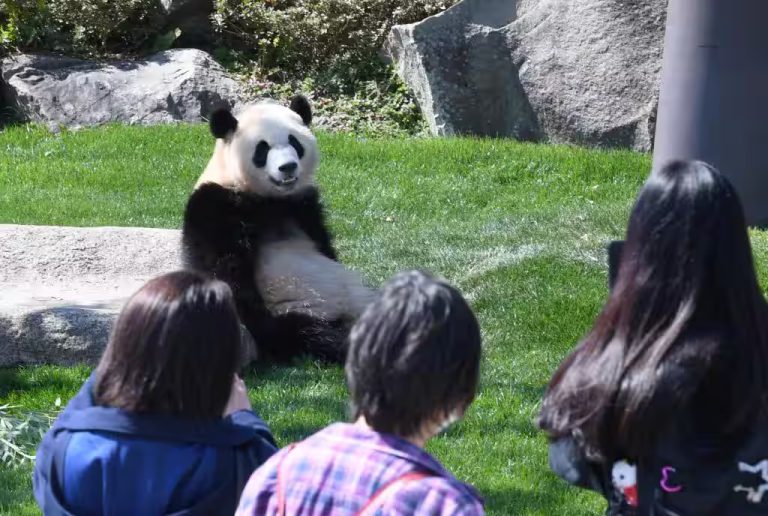 panda