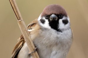 sado ikimonogatari suzume sparrow